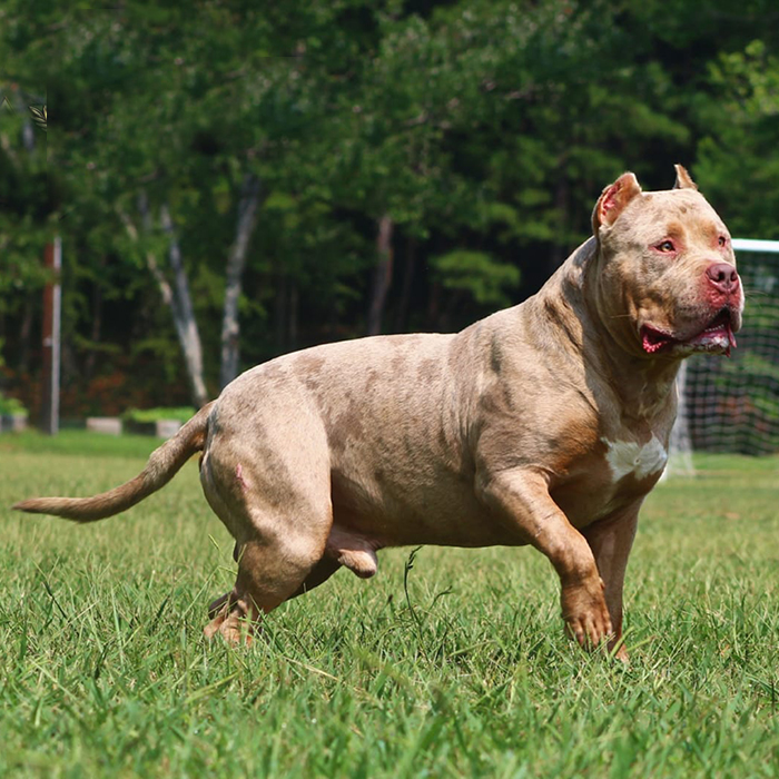 Puppies - BlueGrass Bullies